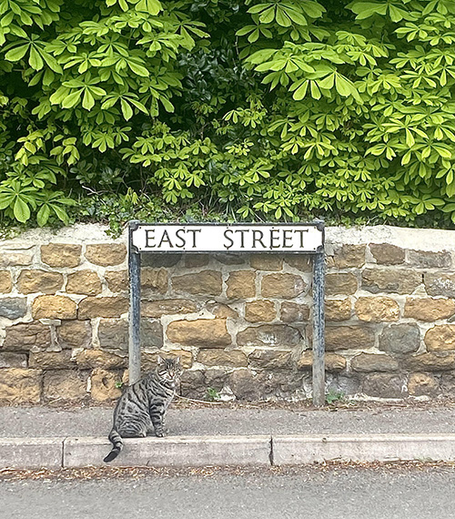 -cat_sitting_under_street_sign_in_the_sun