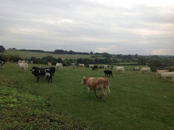 -cattle_making_their_way_across_a_field