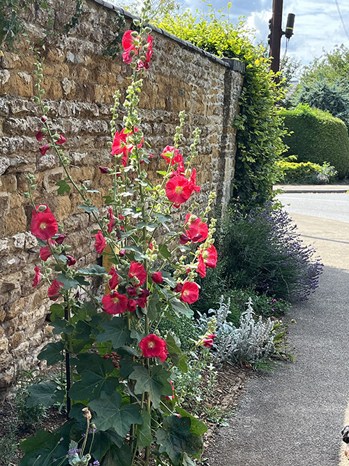-cheerful_red_hollyhocks_against_a_stone_wall