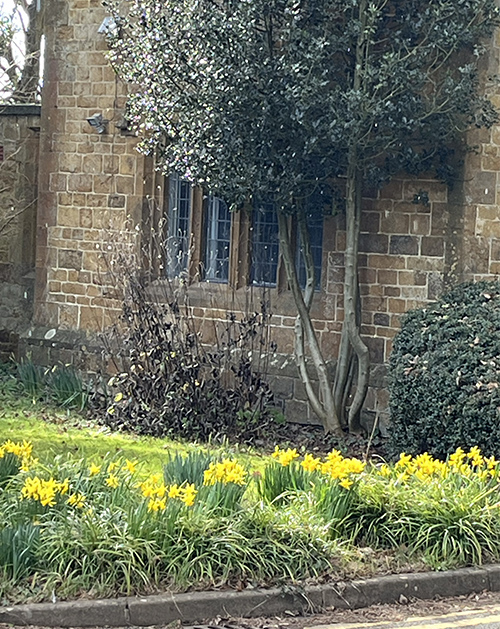 -daffodils_at_bodicote_house