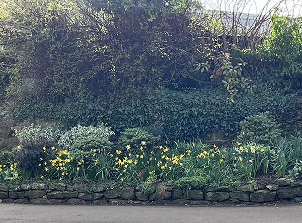 -first_daffodils_of_spring