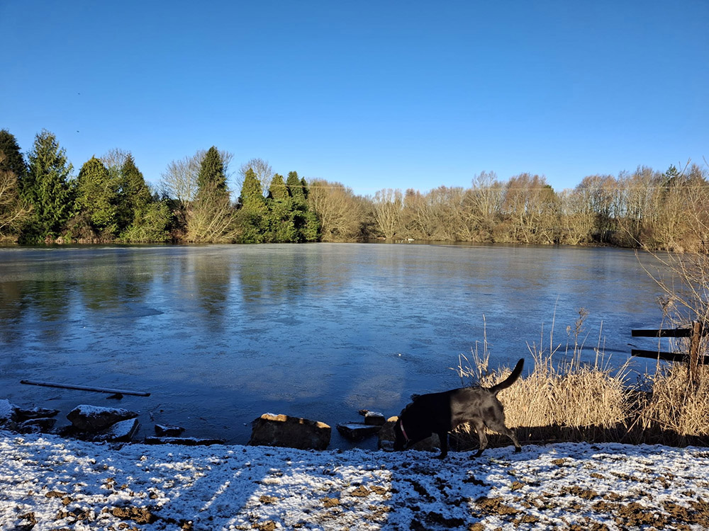 -happy_dog_at_a_sunny_frosty_reservoir
