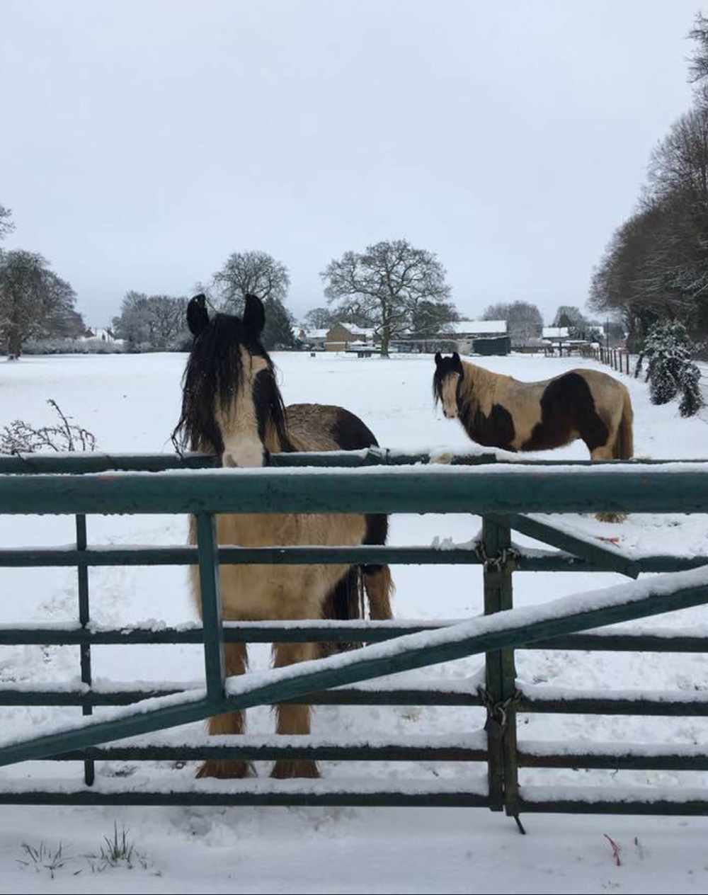 -happy_horses_in_the_snow