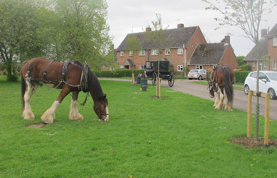 -heavy_horses_taking_a_break_on_town_furlong