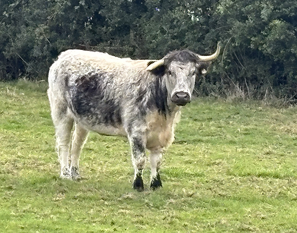 -longhorn_cow_with_one_horn_up_and_one_horn_down