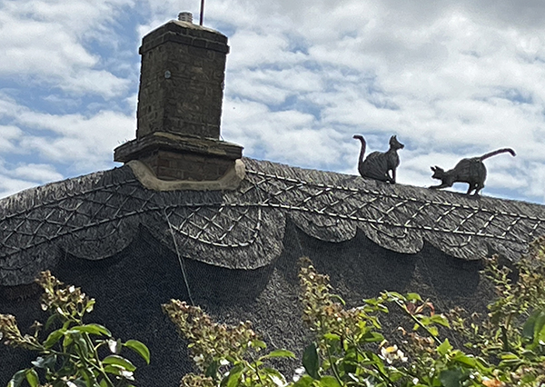 -playful_cats_on_a_thatched_roof