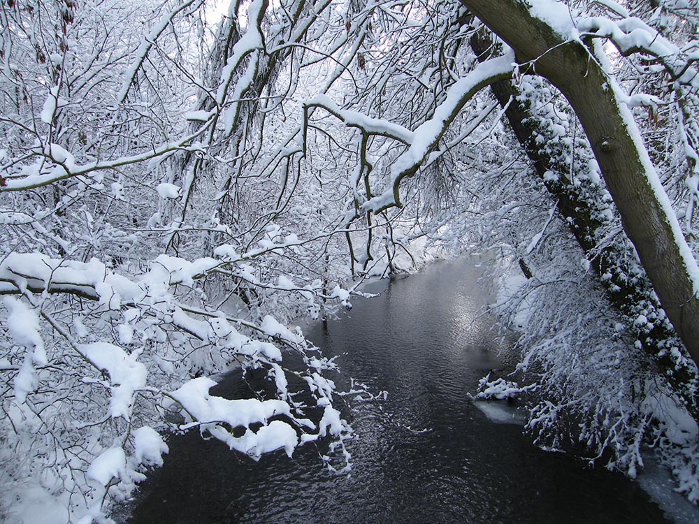 -snowy_branches_along_the_sor_brook